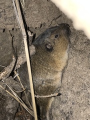 Thomomys