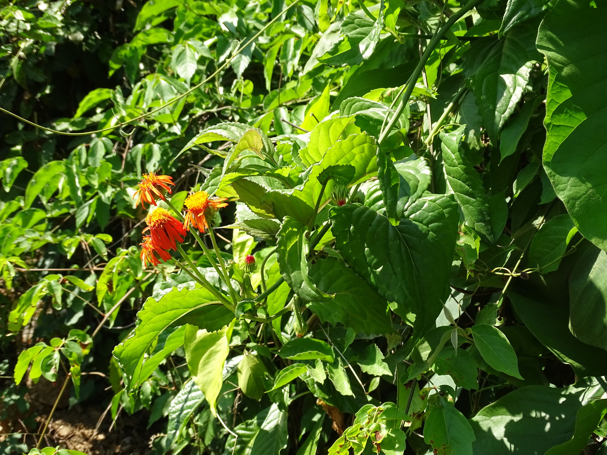 Imagem de Margaridão-mexicano