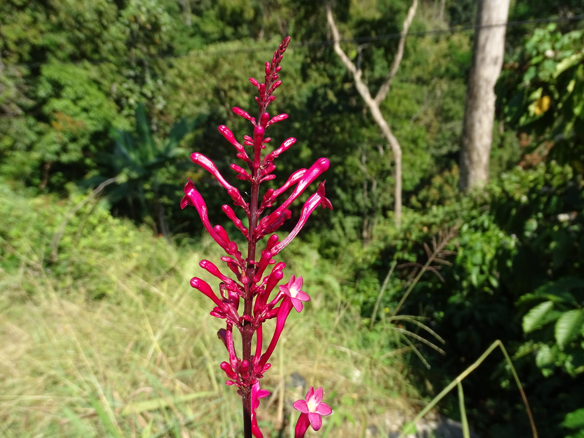Imagem de Tocha-chinesa