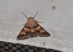 Drasteria pallescens