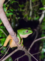 Southern Walking Leaf Frog photo 3