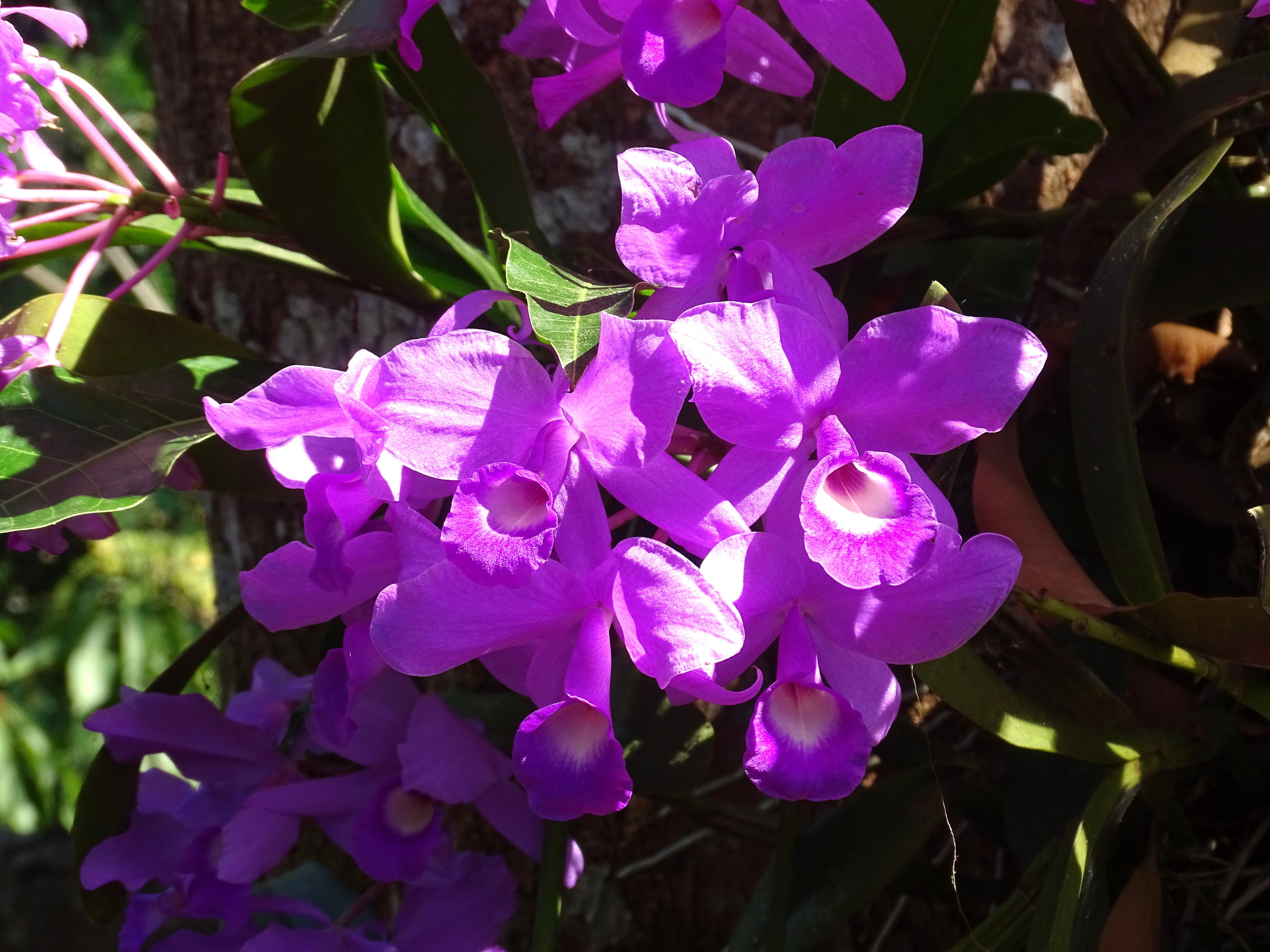 Imagem de Orquídea chocolate