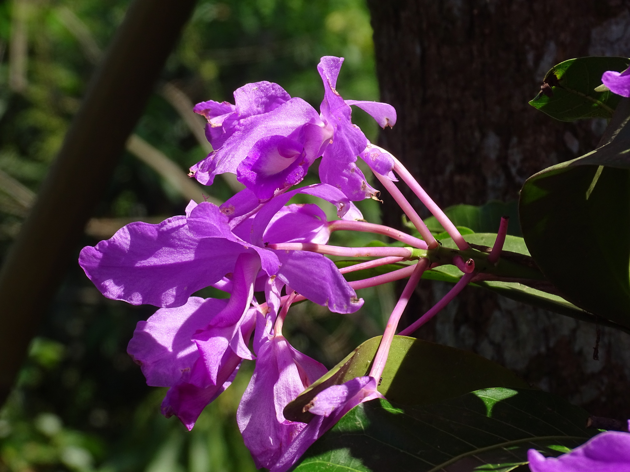 Imagem de Orquídea chocolate