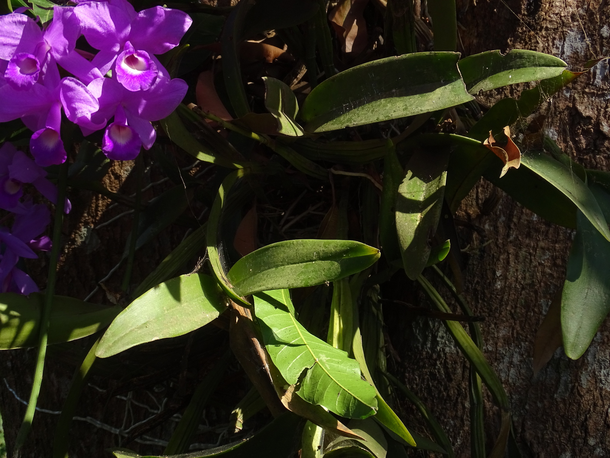 Imagem de Orquídea chocolate