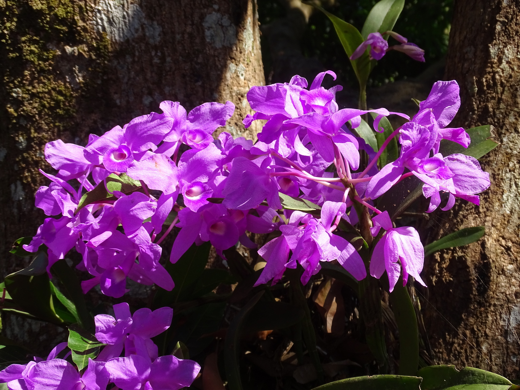Imagem de Orquídea chocolate