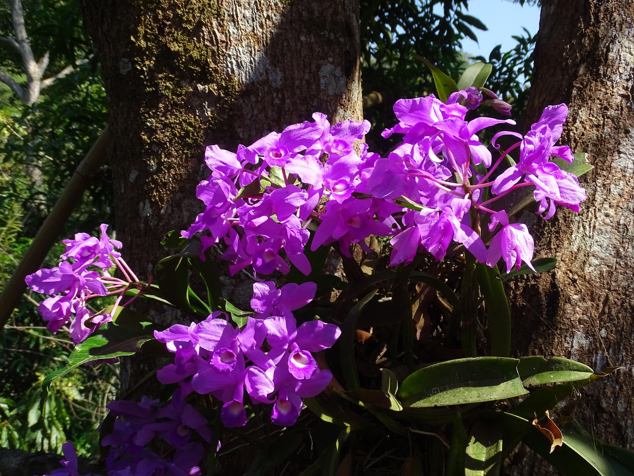Imagem de Orquídea chocolate