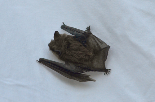 iNaturalist observation photo of Mouse-eared Bats