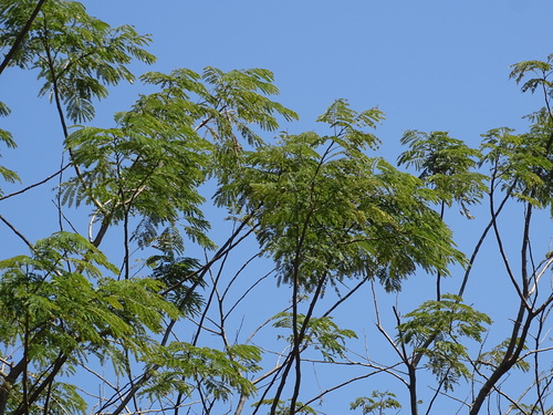 Image of Enterolobium cyclocarpum by (c) Alexis López Hernández, some rights reserved (CC BY)