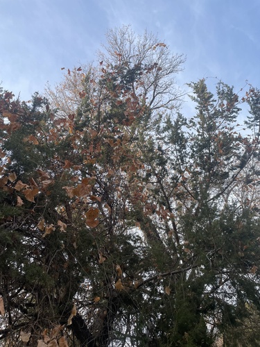 Foto de Uva-do-mato