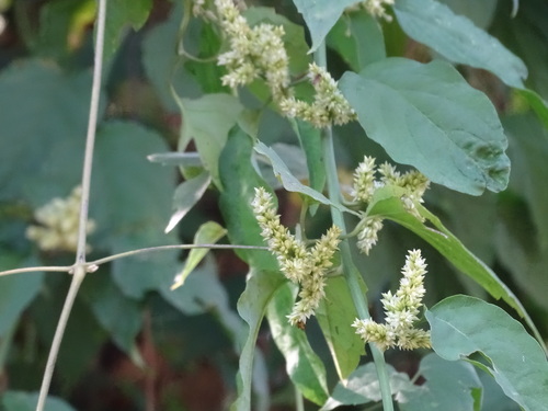 Image of Chamissoa altissima by (c) Alexis López Hernández, some rights reserved (CC BY)