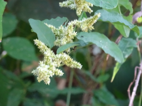 Image of Chamissoa altissima by (c) Alexis López Hernández, some rights reserved (CC BY)