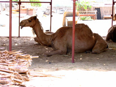 Camelus
