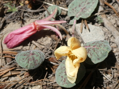 Oenothera xylocarpa