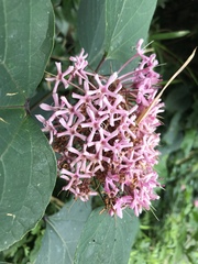 Clerodendrum bungei