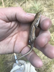 Sceloporus slevini