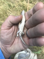 Sceloporus slevini