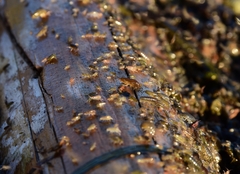 Traskorchestia traskiana