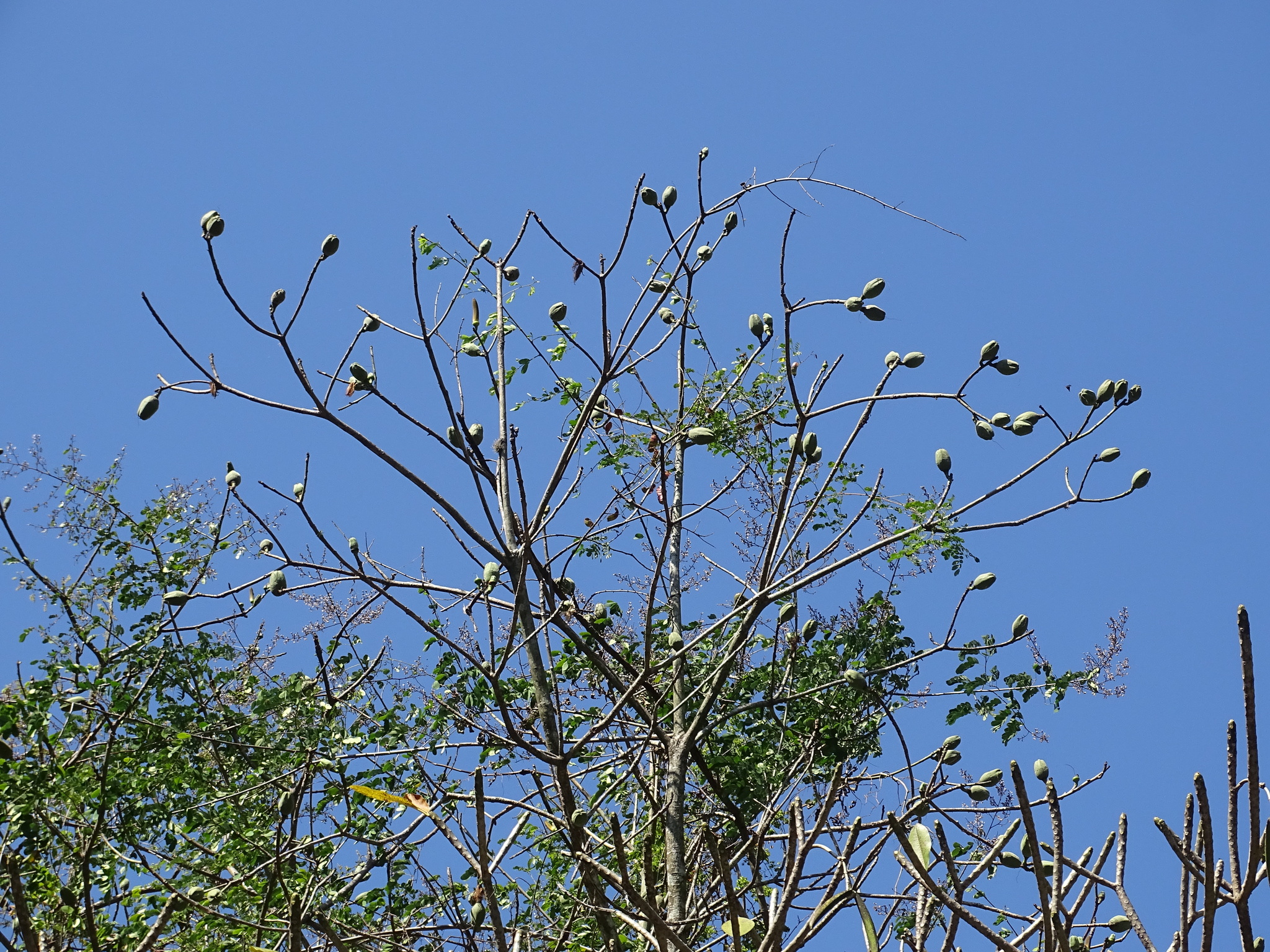 Imagem de Paineira-branca