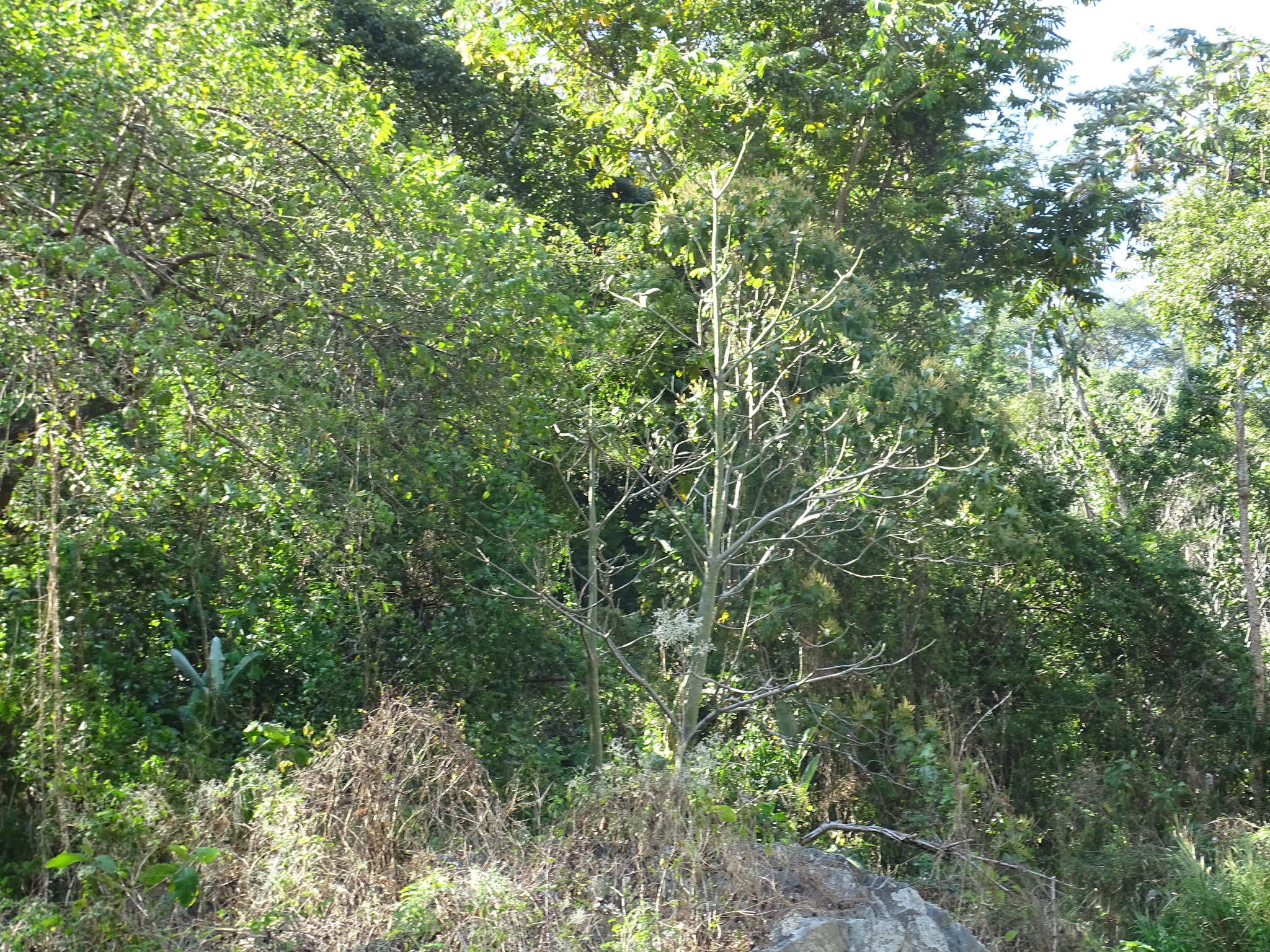 Imagem de Paineira-branca