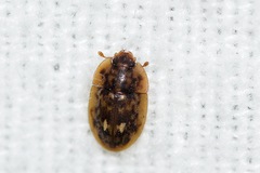 Lobiopa undulata