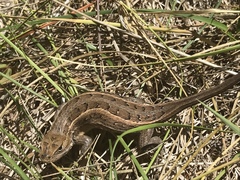 Sceloporus slevini