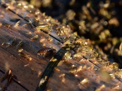 Traskorchestia traskiana