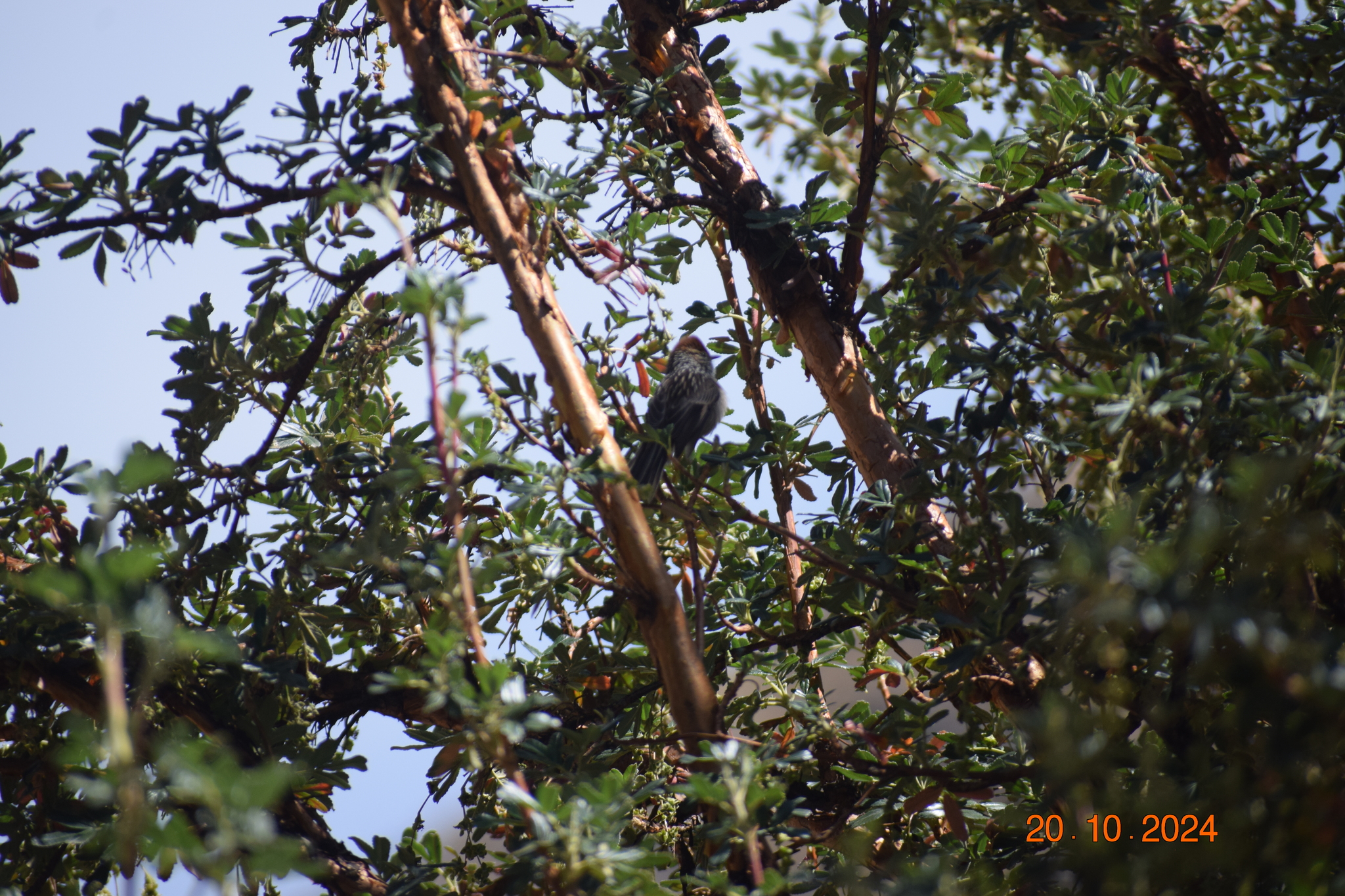 Rusty-crowned Tit-Spinetail (Leptasthenura pileata), photo 3