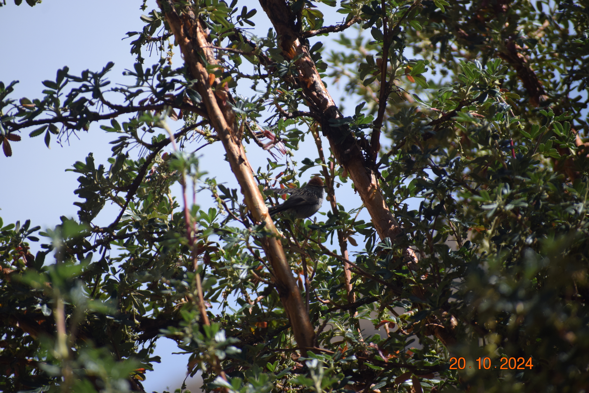 Rusty-crowned Tit-Spinetail (Leptasthenura pileata), photo 4