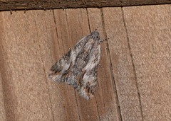 Melipotis jucunda