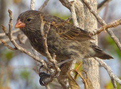 Camarhynchus parvulus