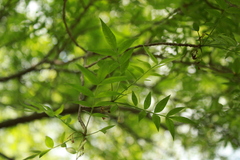 Bursera lancifolia