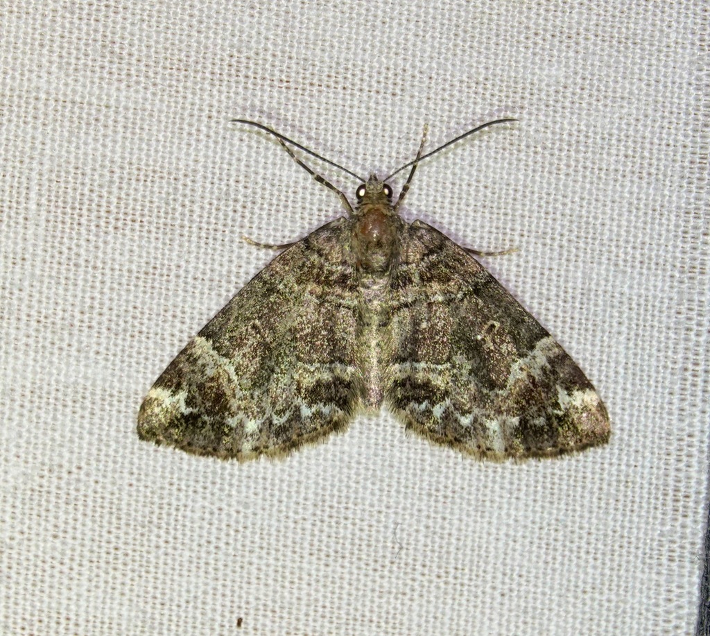Lagynopteryx botulata