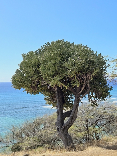 Foto de Cacto-candelabro