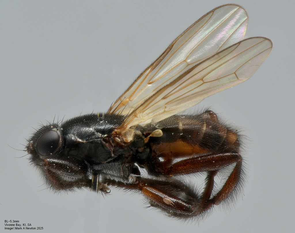 Gluma nitida