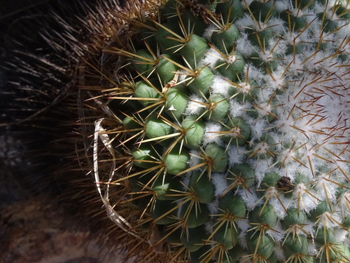 Mammillaria scrippsiana