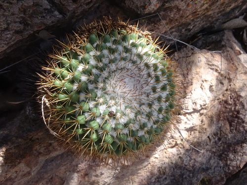 Mammillaria scrippsiana