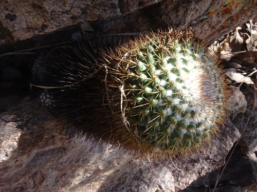 Mammillaria scrippsiana