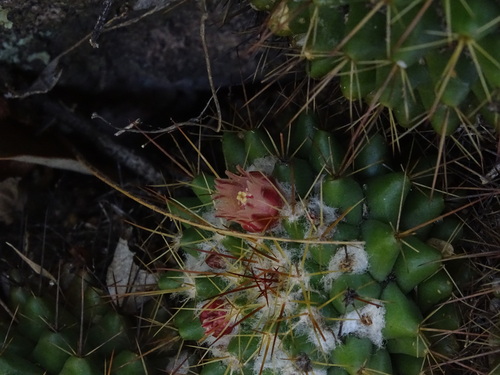 Mammillaria scrippsiana