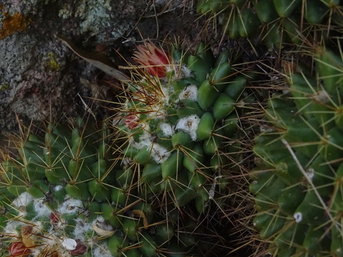 Mammillaria scrippsiana