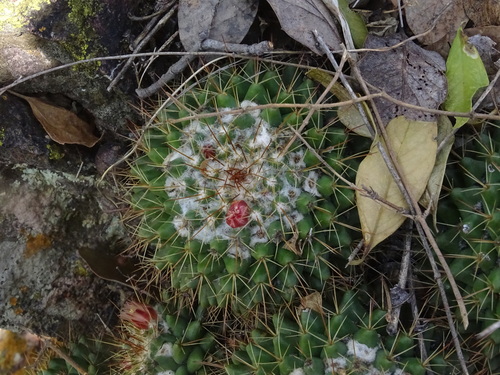 Mammillaria scrippsiana