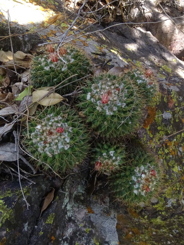 Mammillaria scrippsiana