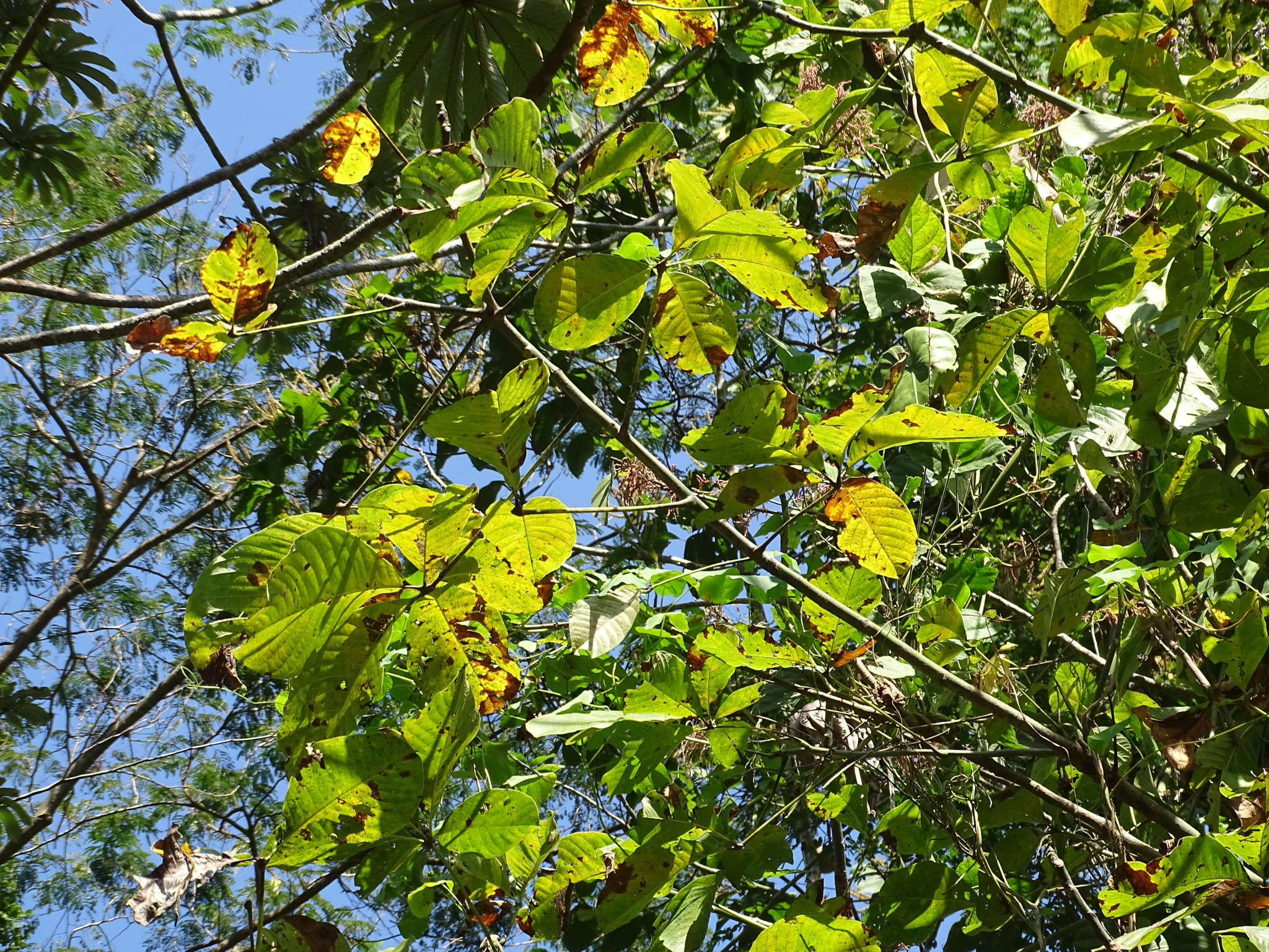 Imagem de Paineira-branca