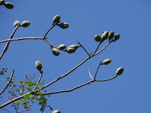Foto de Paineira-branca