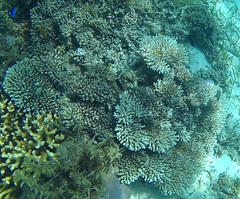 Acroporidae