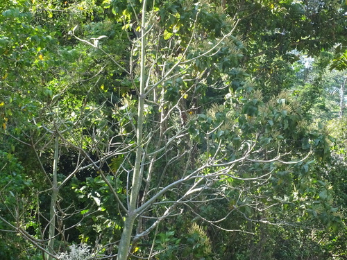 Foto de Paineira-branca