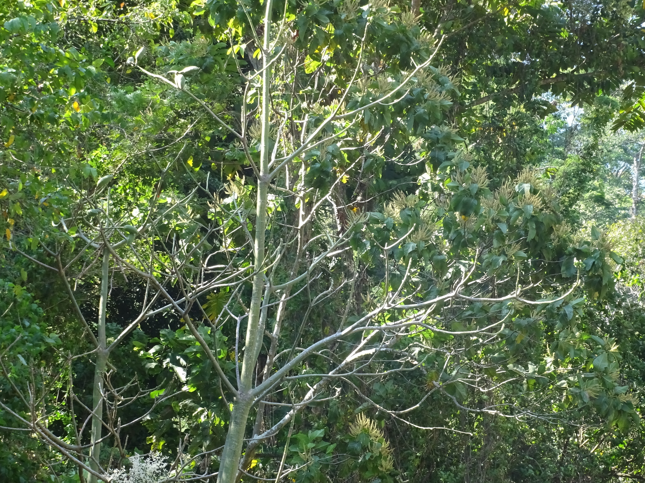 Imagem de Paineira-branca