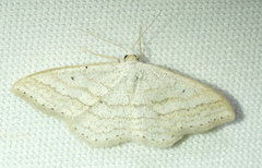 Scopula ancellata