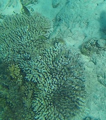 Acroporidae