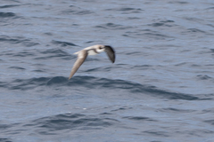 Pterodroma mollis