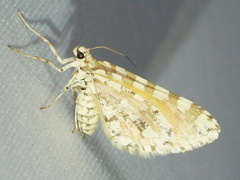 Stamnodes tessellata